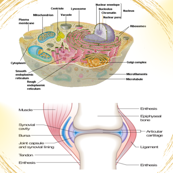 VTCT LEVEL 3 DIPLOMA IN ANATOMY AND PHYSIOLOGY