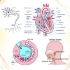 VTCT Level 3 Anatomy and Physiology