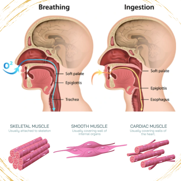 VTCT LEVEL 3 DIPLOMA IN ANATOMY AND PHYSIOLOGY