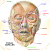 VTCT LEVEL 3 DIPLOMA IN ANATOMY AND PHYSIOLOGY