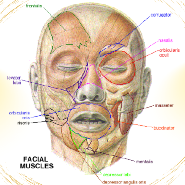 VTCT LEVEL 3 DIPLOMA IN ANATOMY AND PHYSIOLOGY