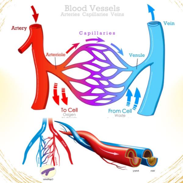 VTCT LEVEL 3 DIPLOMA IN ANATOMY AND PHYSIOLOGY